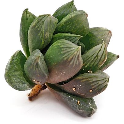 Хавортия Купера Купидон
