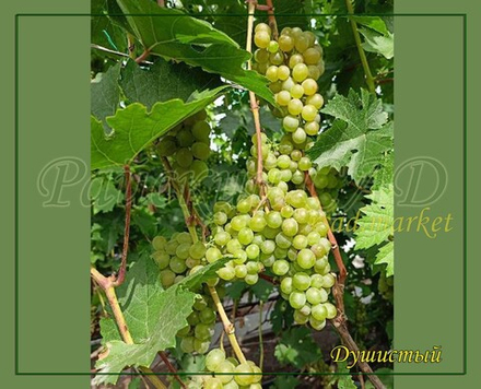 Виноград Душистый