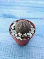 Суккулент Euphorbia Obesa (Эуфорбия)