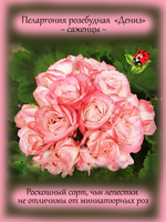 Пеларгония розебудная Дениз