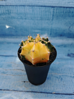 Gymnocalycium Variegata (Гимнокалициум Вариегатный)