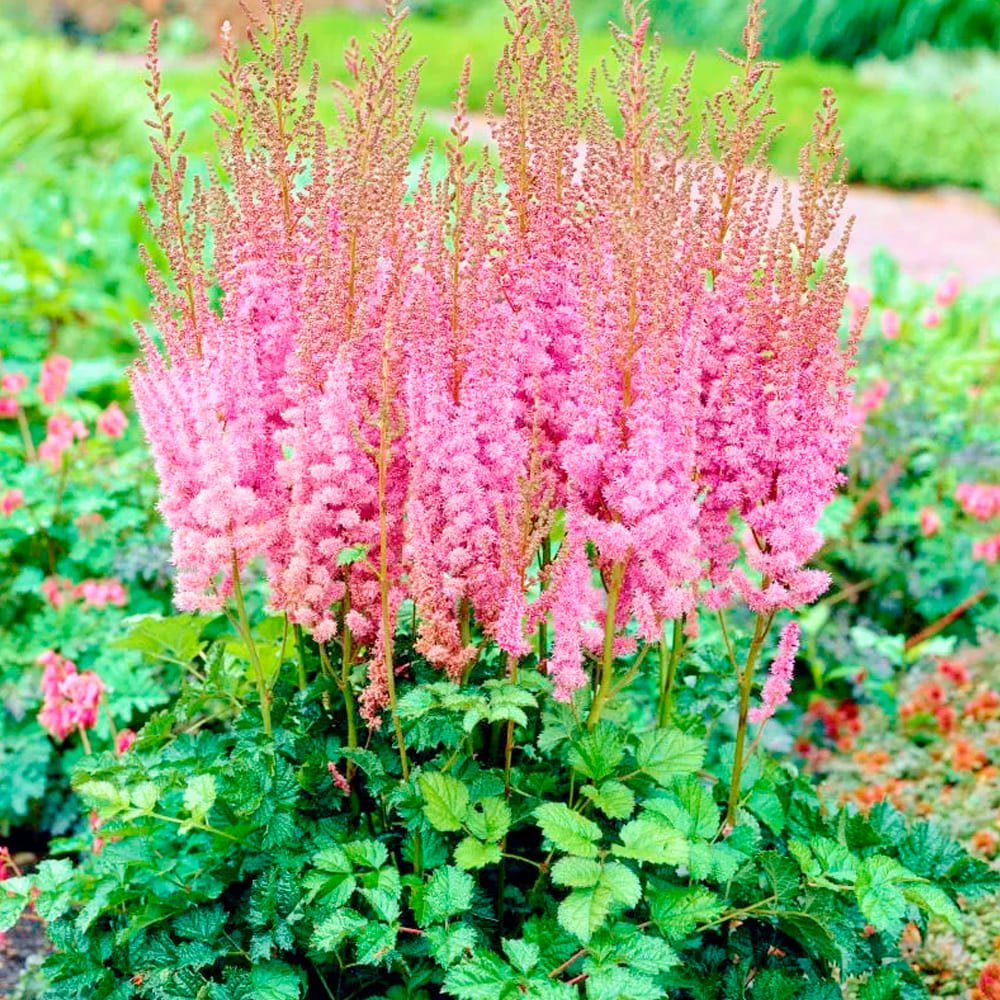 Астильба Суперба С2