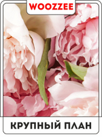 Набор постеров "Раскрытость пиона" 3шт.