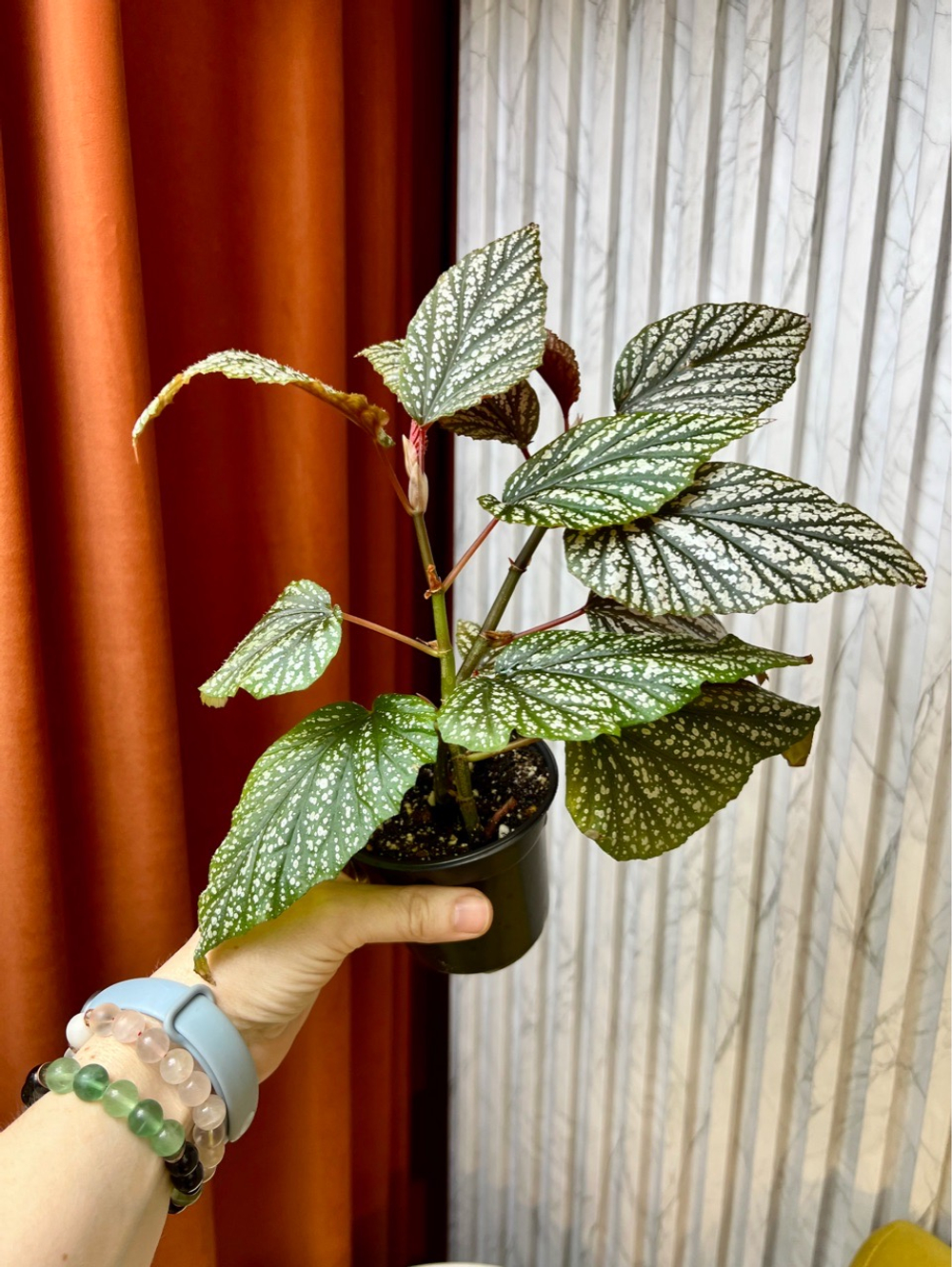Бегония Макулата Сильвер, D10см Н25см, Urban Jungle