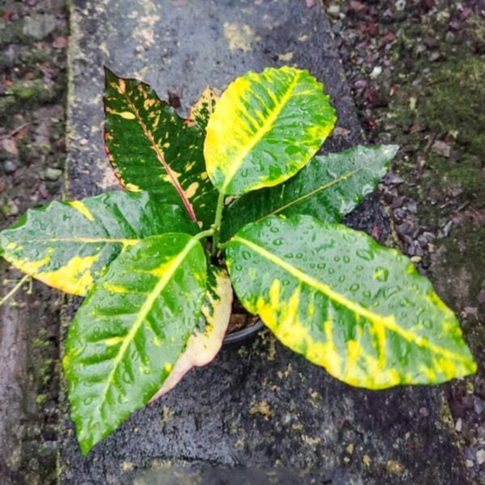 Кротон DARA PHO