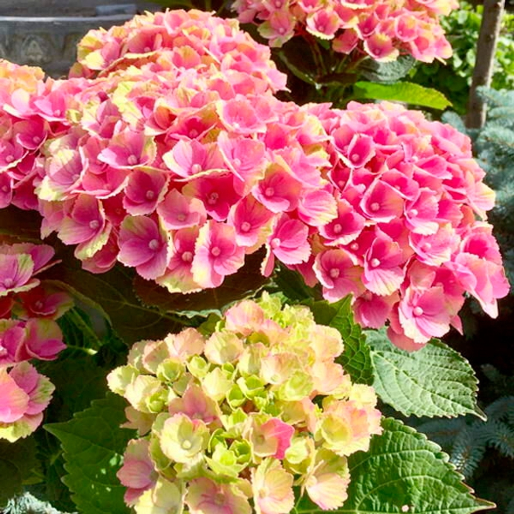 Bric a Brac Pink, Р14(8/10+) (розовый)