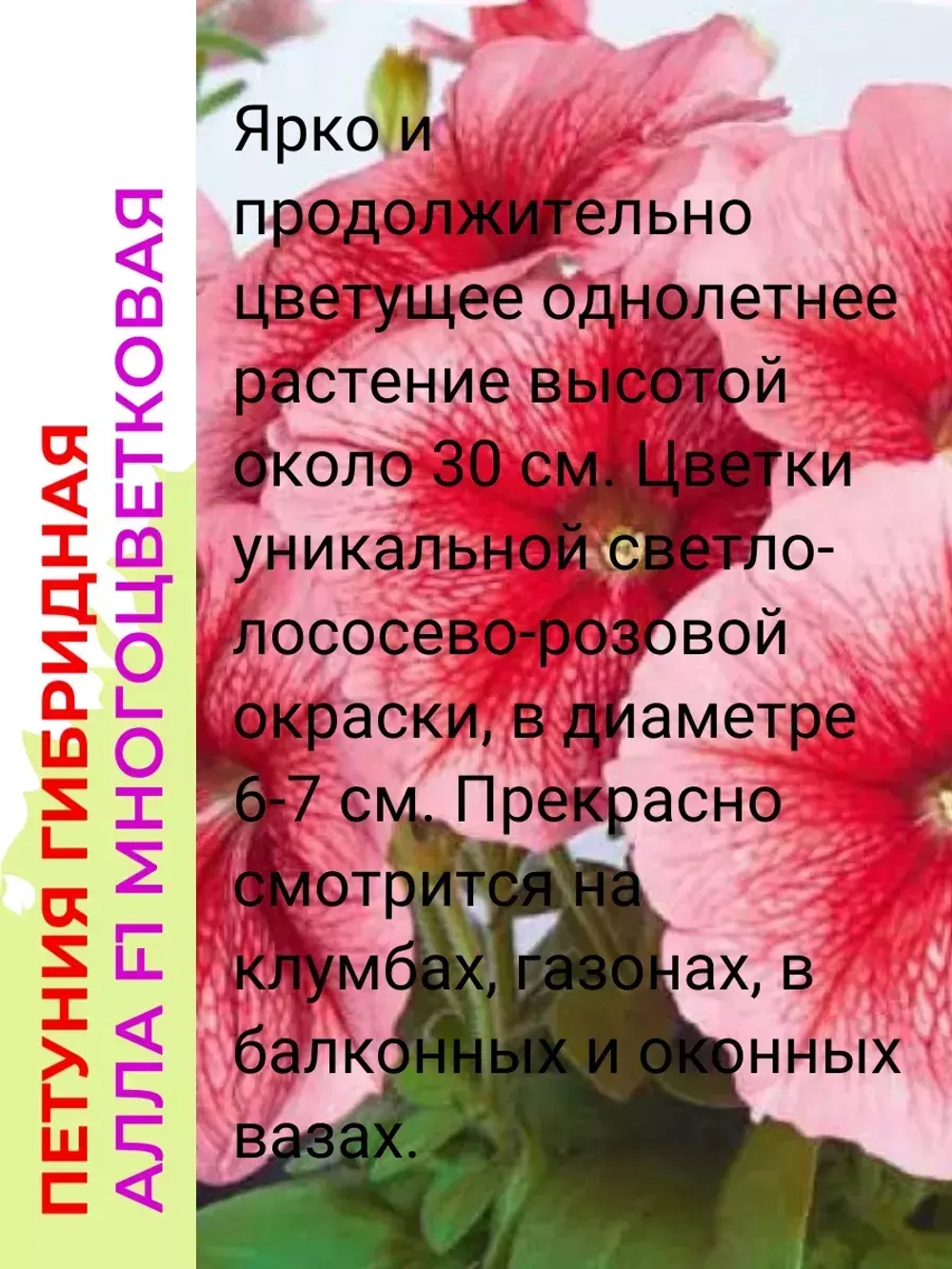Петуния многоцветковая Алла F1