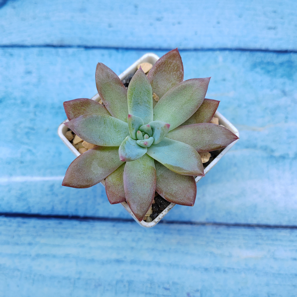 Echeveria Colorata Brandtii (Эхеверия)