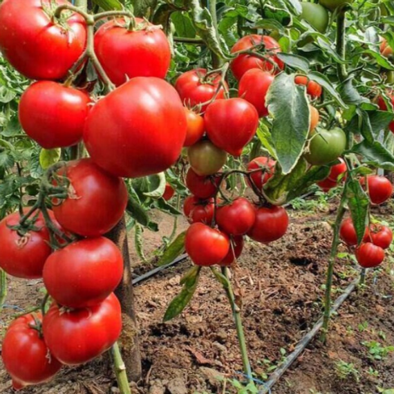 Доминет F1 семена томата полудетерминантного (Syngenta / Сингента) – фото 2