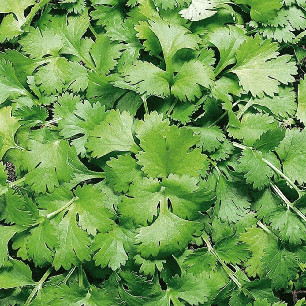 Кин-дза-дза семена кориандра (Гавриш)