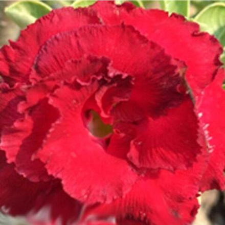 Адениум вариегатный HASSADEE VAR