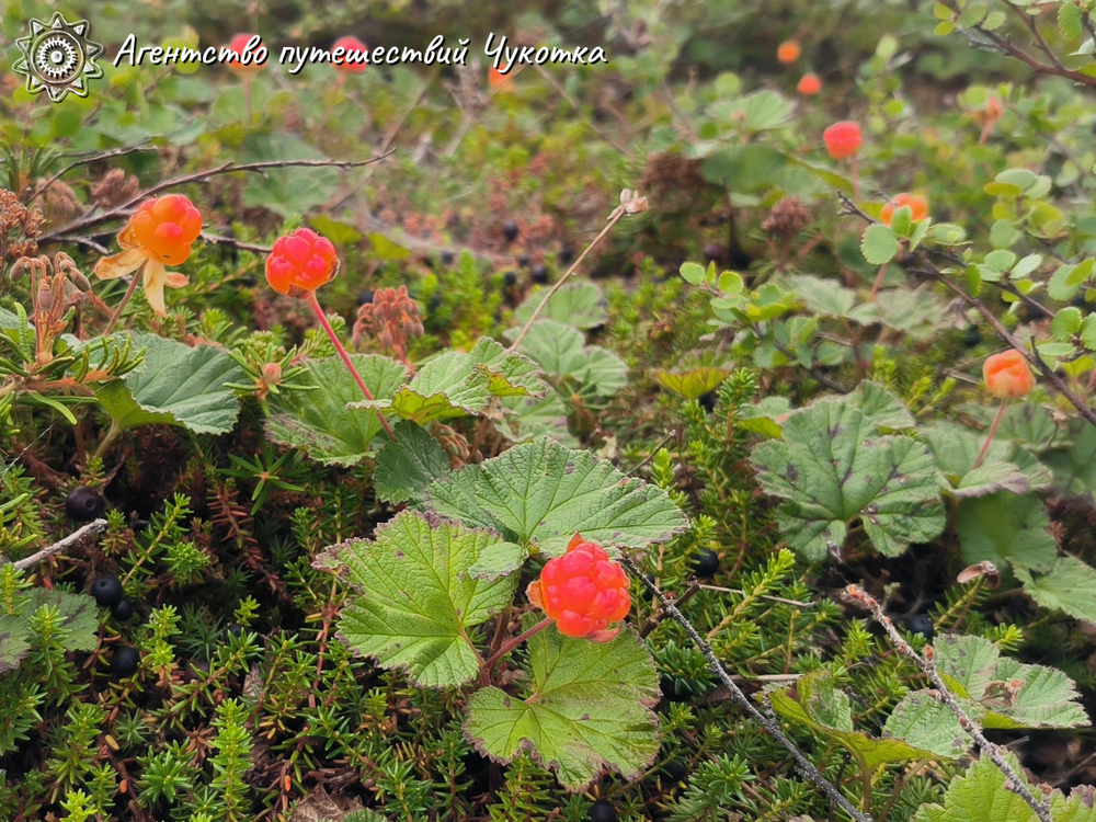 Поход на мыс Дионисия