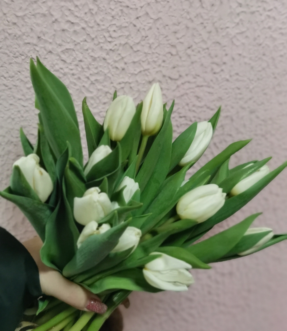 Тюльпан классический белый