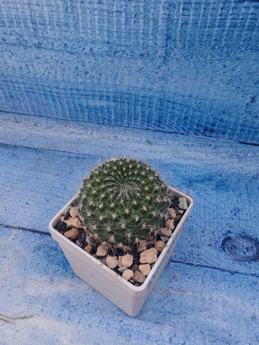 Rebutia Lineacea (Ребуция)