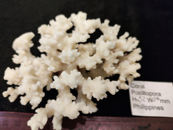 Коралл белый "Поцилллопора""110-180мм цельный