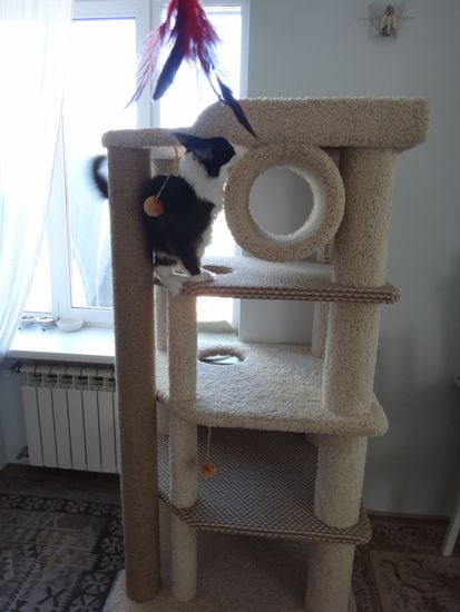 Дом для кота И-258 (мейн-кун)