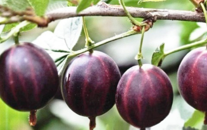 Крыжовник Консул/Сенатор (ОКС)