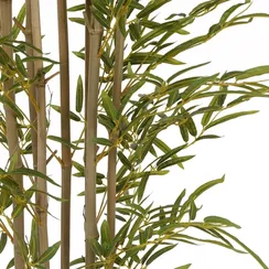 Бамбук высота 210 см, кустистый