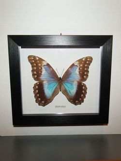 Бабочка Morpho didius самка в рамке