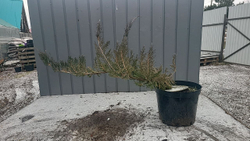 Можжевельник Альпина С5л Закупка М35 наличие 2026