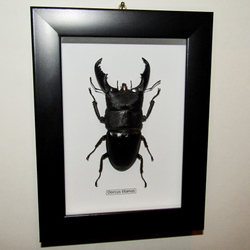 Жук-Рогач Dorcus titanus
