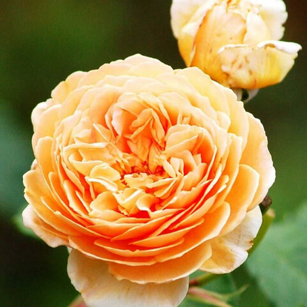 Роза английская душистая Чарльз Остин С6