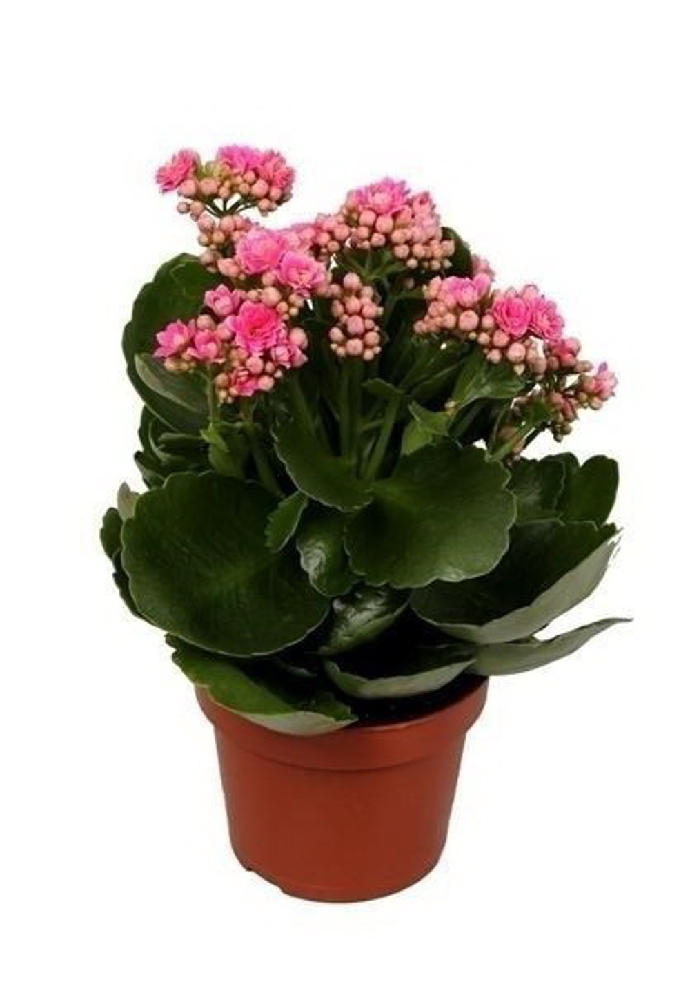 Каланхоэ, диаметр 10 (цвета - красный,оранжевый, белый, розовый)