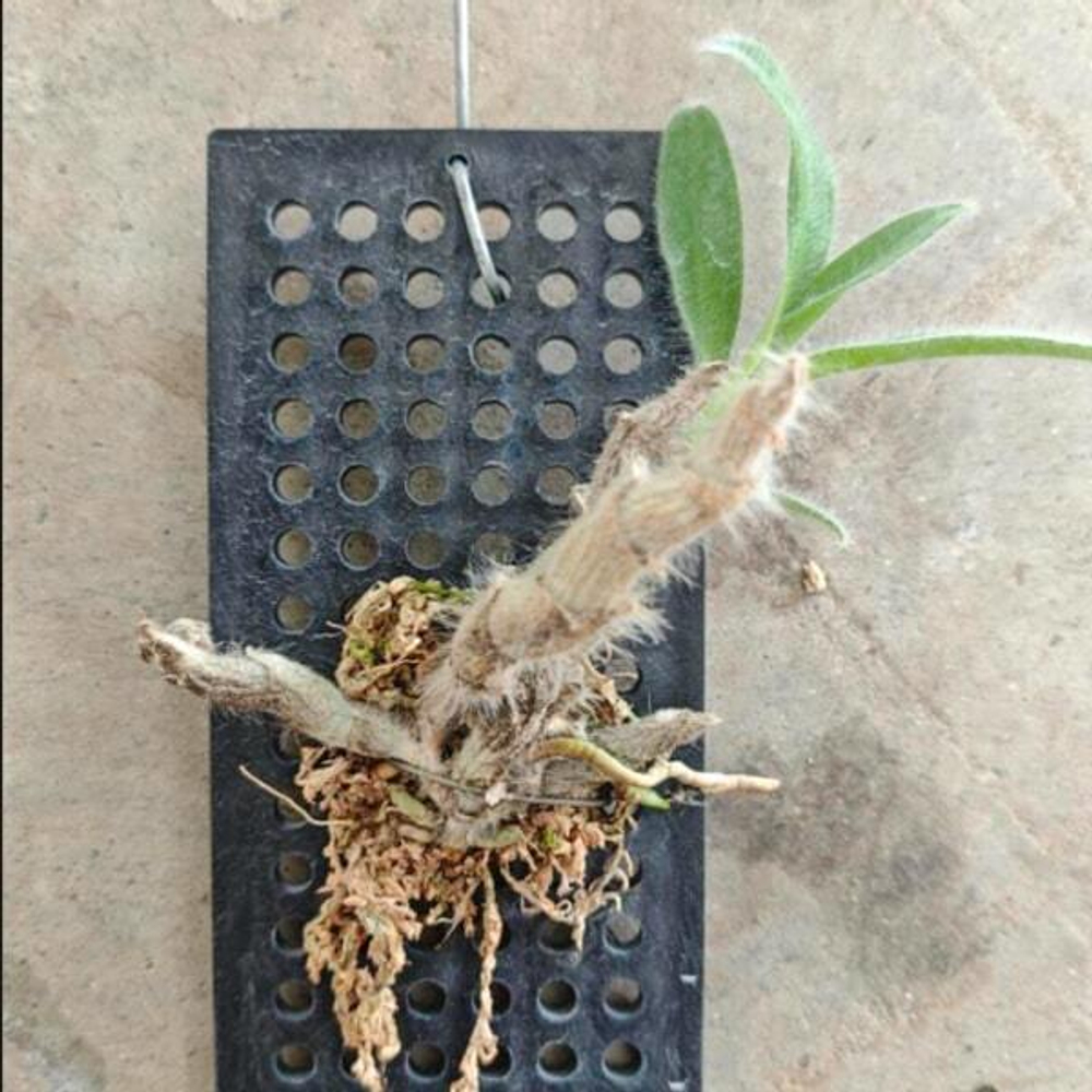 Орхидея DENDROBIUM SENILE