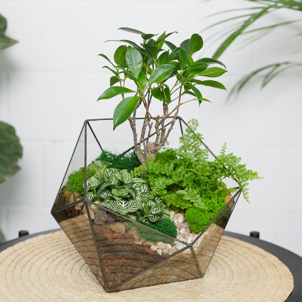 Готовый флорариум бонсай Фикус Икос