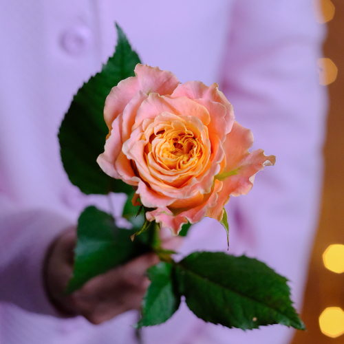 Купить Розы пионовидные "Luise" от 9шт