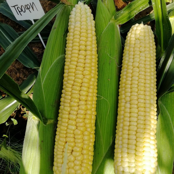 ТРОФИ F1 семена кукурузы (Seminis | Alexagro) – фото 8