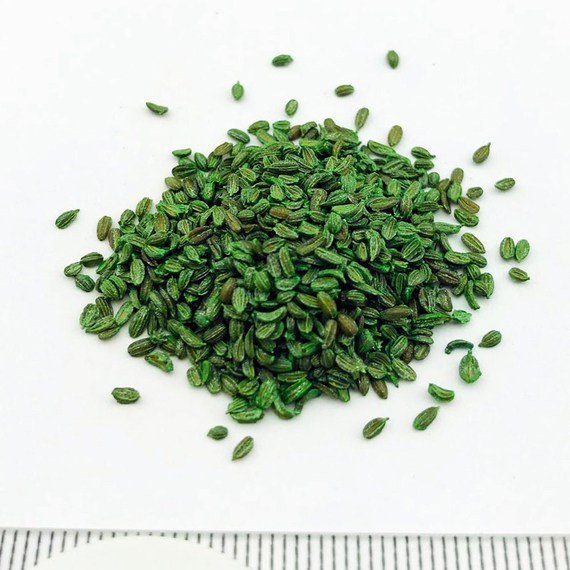 Норвегия F1 семена моркови нантской (Bejo / ALEXAGRO) семена – фото 4