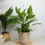 Спатифиллум Бинго Купидо 19/80
