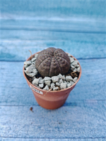 Суккулент Euphorbia Obesa (Эуфорбия)