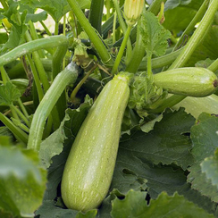 АНГЕЛИНА F1 семена кабачка (Syngenta | Alexagro)