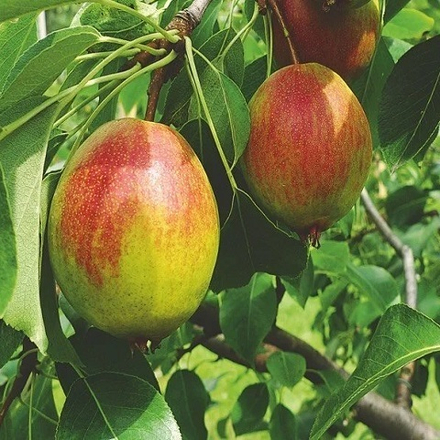 Груша летняя Красуля