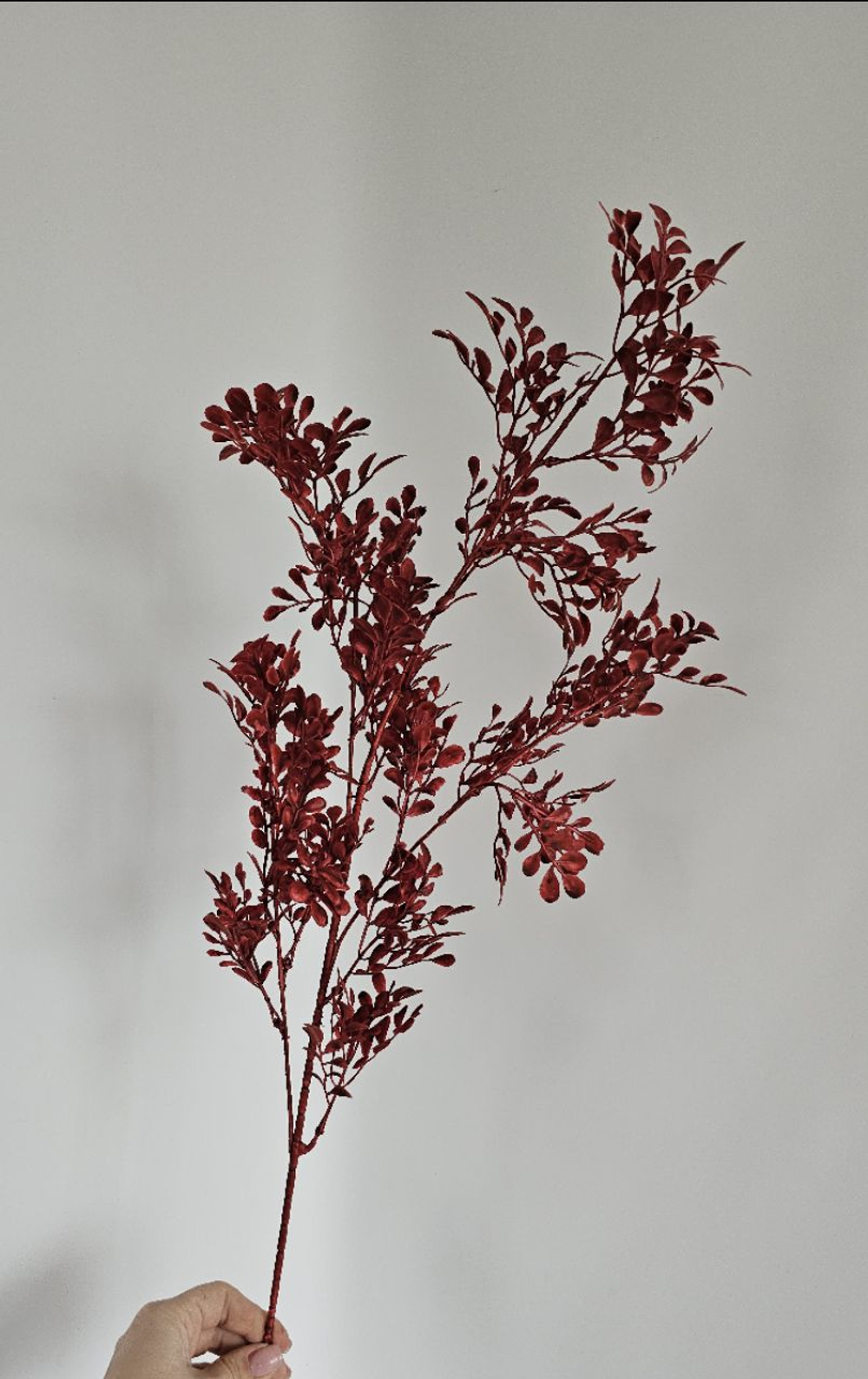 Самшит цветной / Арт 1281