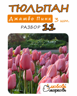 Тюльпан Луковица, Джамбо Пинк, 3шт