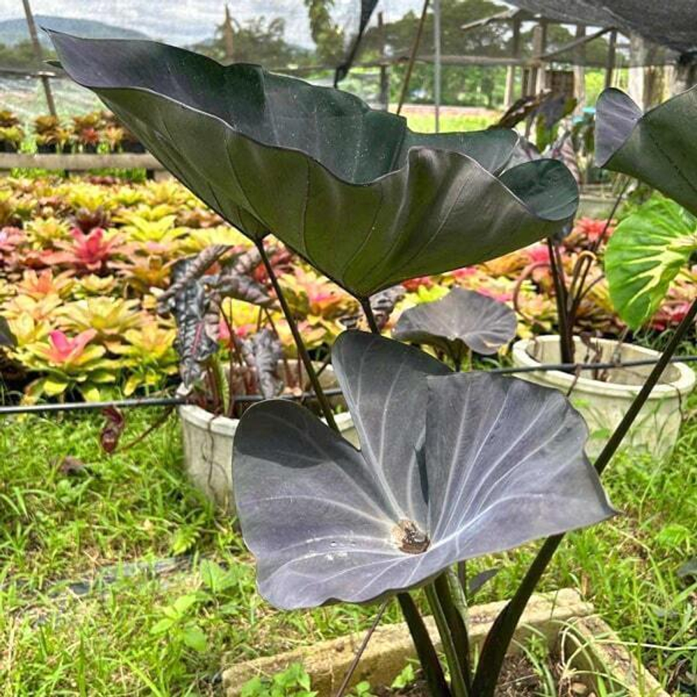 Колоказия BLUE SUBMARINE