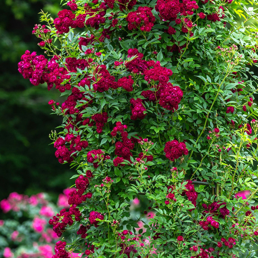 Роза Перенниал Домино штамб 160-180 см Закупка М21