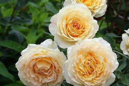 Ингрид Бетанкур (Ingrid Betancourt)