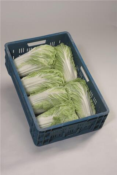 Мирако F1 семена капусты пекинской (Bejo / Бейо)