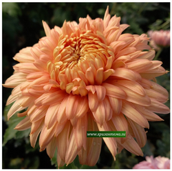 Хризантема крупноцветковая Patricia Millar Salmon /ан 36 /поставка май 2026г/