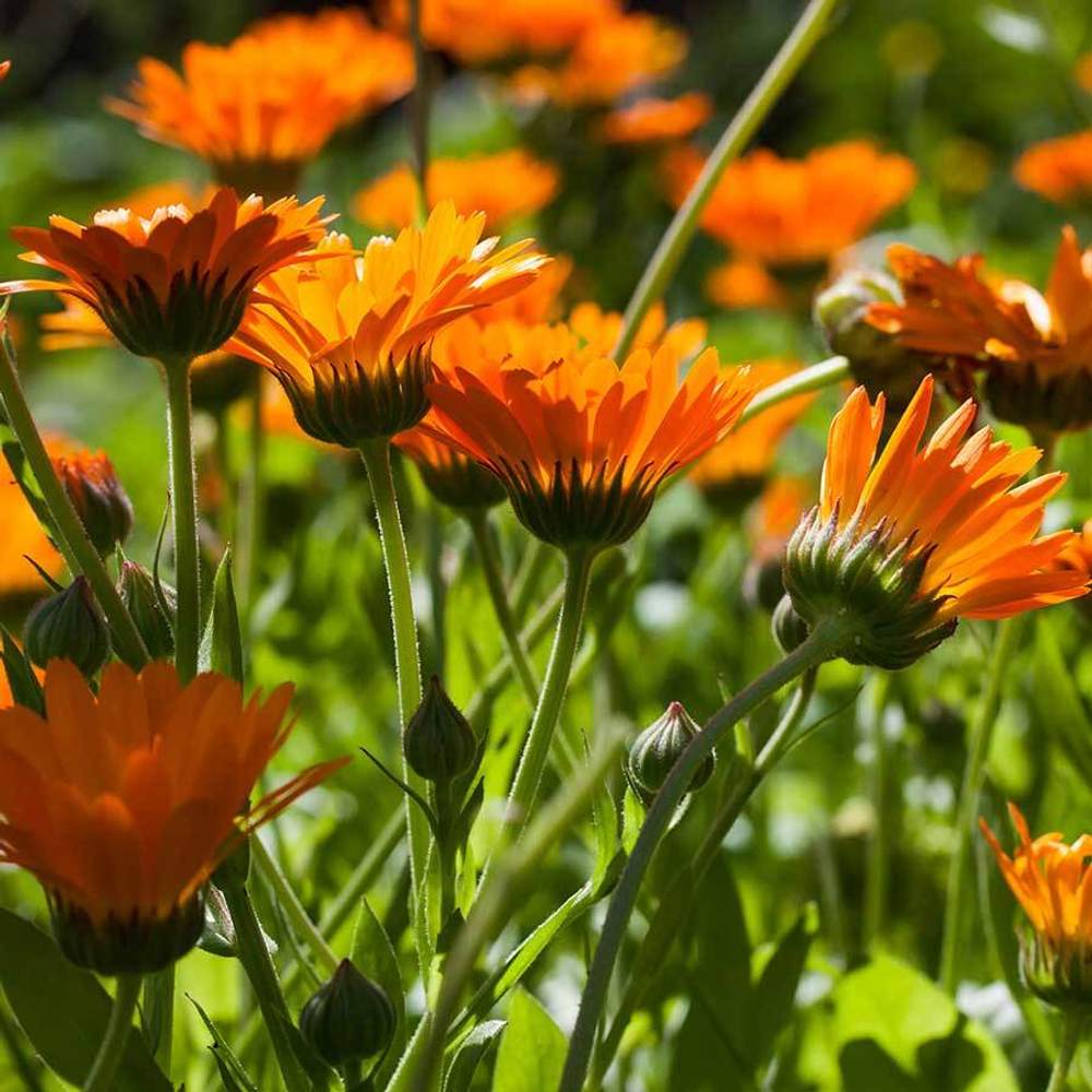 Фото календулы-adonnis.ru