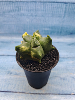 Astrophytum Myriostigma variagate (Астрофитум вариегатный)