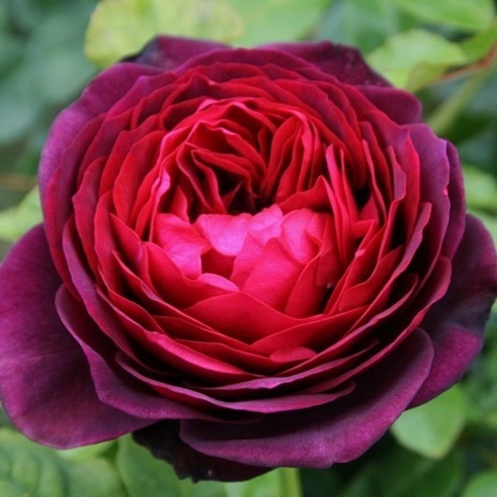 Роза английская Astrid Grafin von Hardenberg