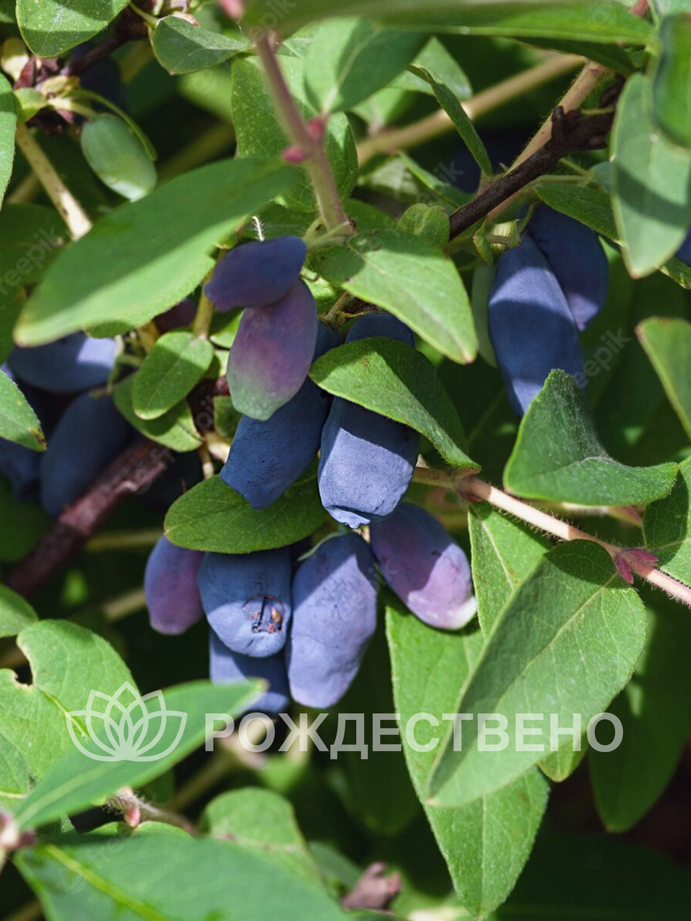 Жимолость Авача