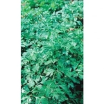 Семена Петрушка Бутербродная - листовая (Марс) Б/П