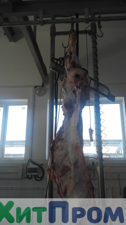 Линия ритуального убоя КРС 50 голов/смена. Ставропольский край