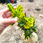 Кротон YELLOW CABE